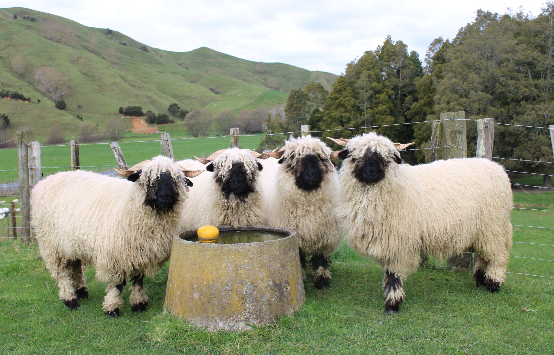 Valais Blacknose Sheep Embryos for Sale